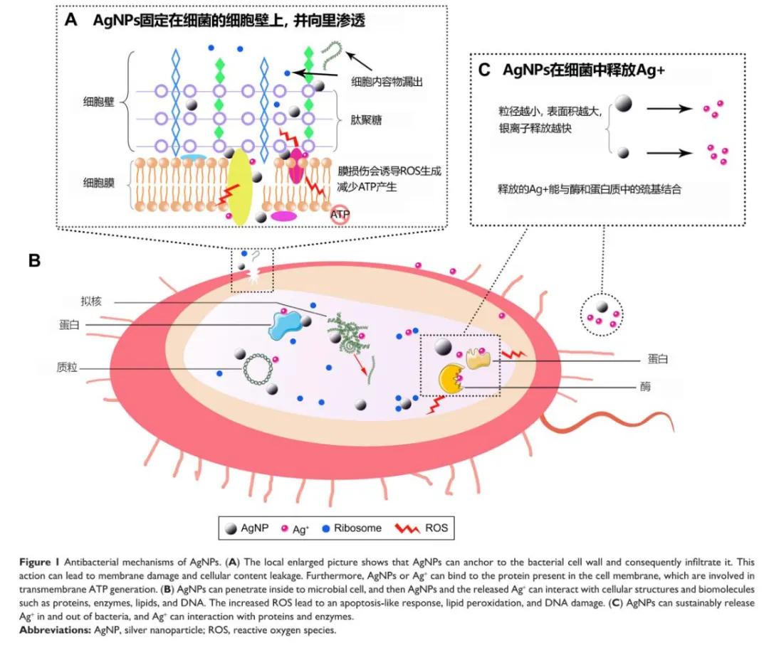 科学家研制新冠疫苗图片,中国科学家发现治疗新冠肺炎药物