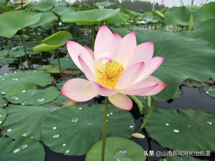 鎴戜滑韬竟鐨勬柊闂绘湁鍝簺,鎴戜滑韬竟鐨勪簩闈掍細灞辫タ