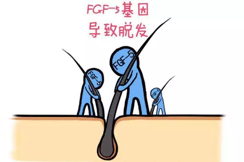 头发也有寿命限制吗,头发也会有生长期脱落期吗