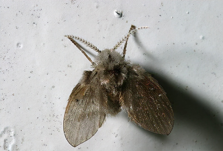 卫生间的小飞虫多什么原因,卫生间小飞虫是怎么长出来的