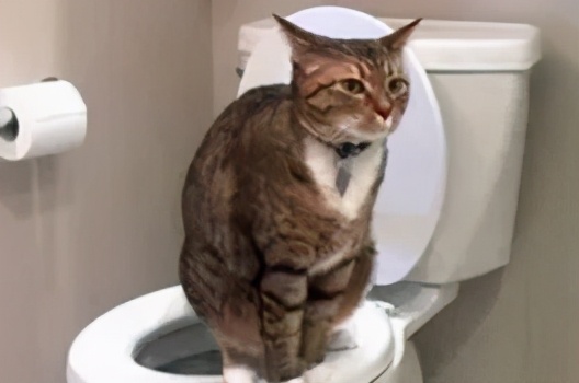 猫咪便便有血是什么原因,猫咪拉血便是怎么回事