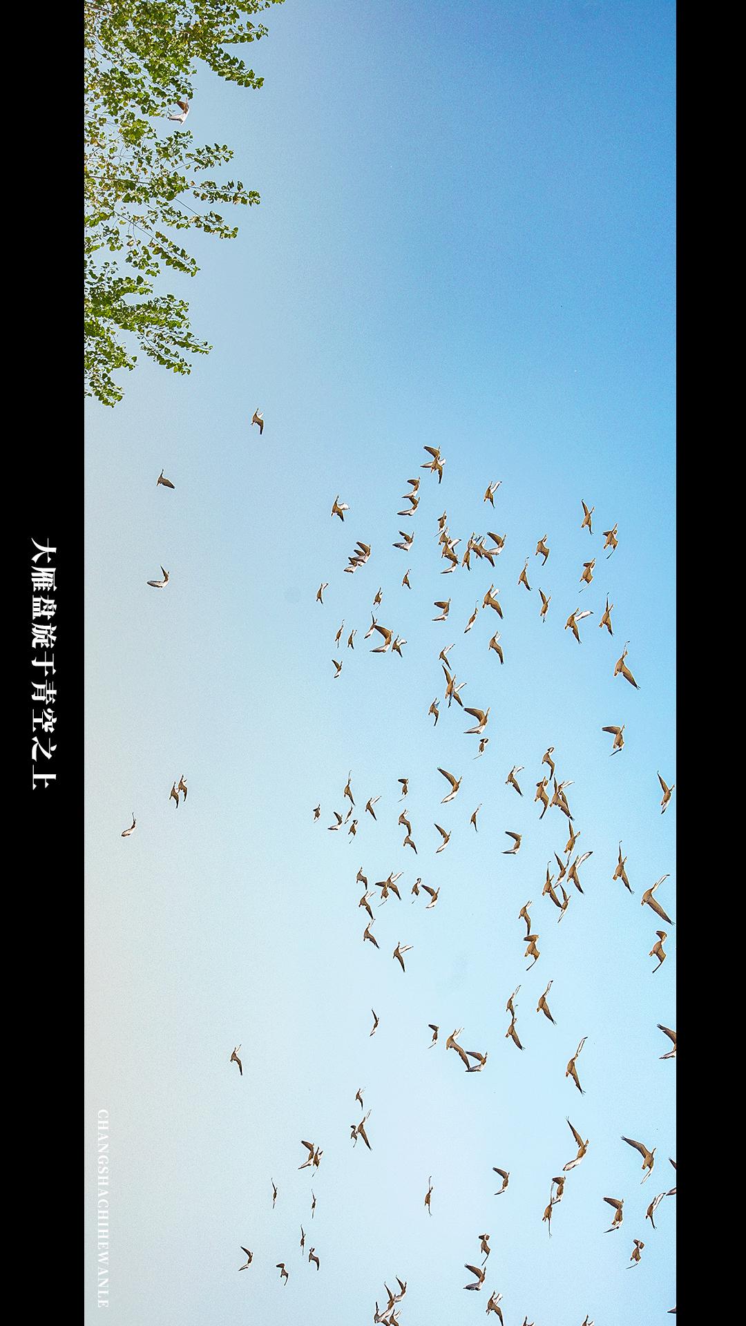 田园低空飞行,田园采摘之旅