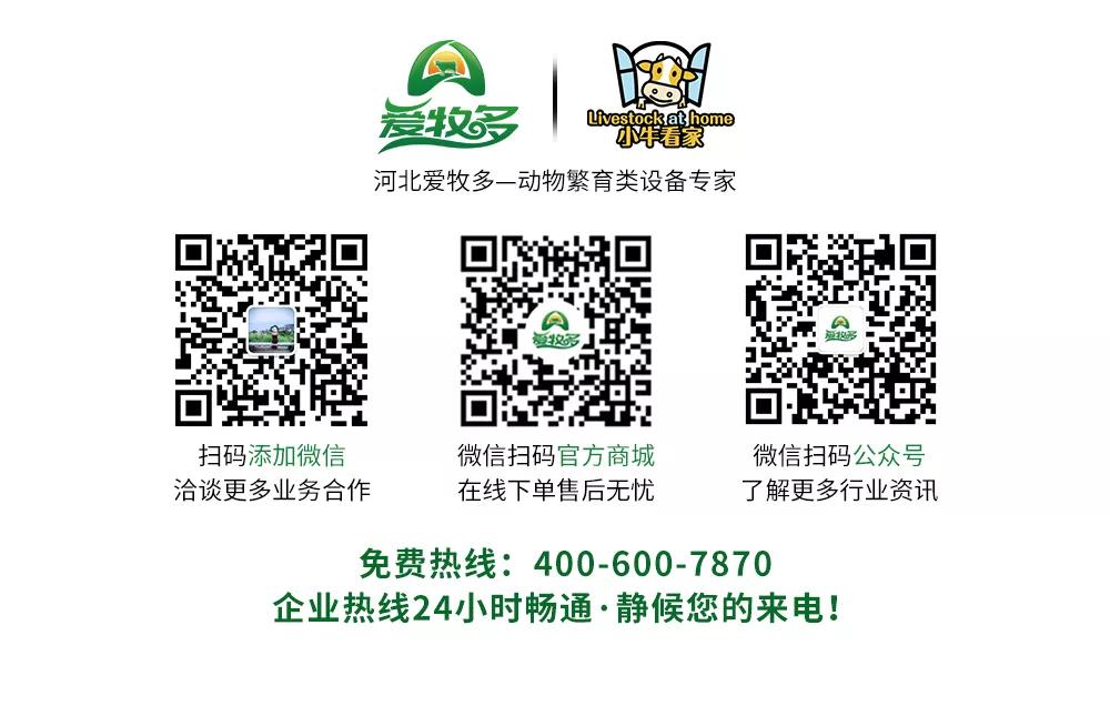 小牛犊的烦恼是什么,小牛累着了怎么办