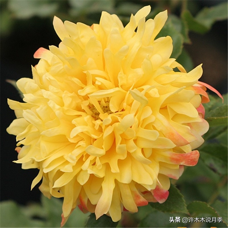 月季有盲枝是什么原因,春天月季全部都是盲芽是什么原因