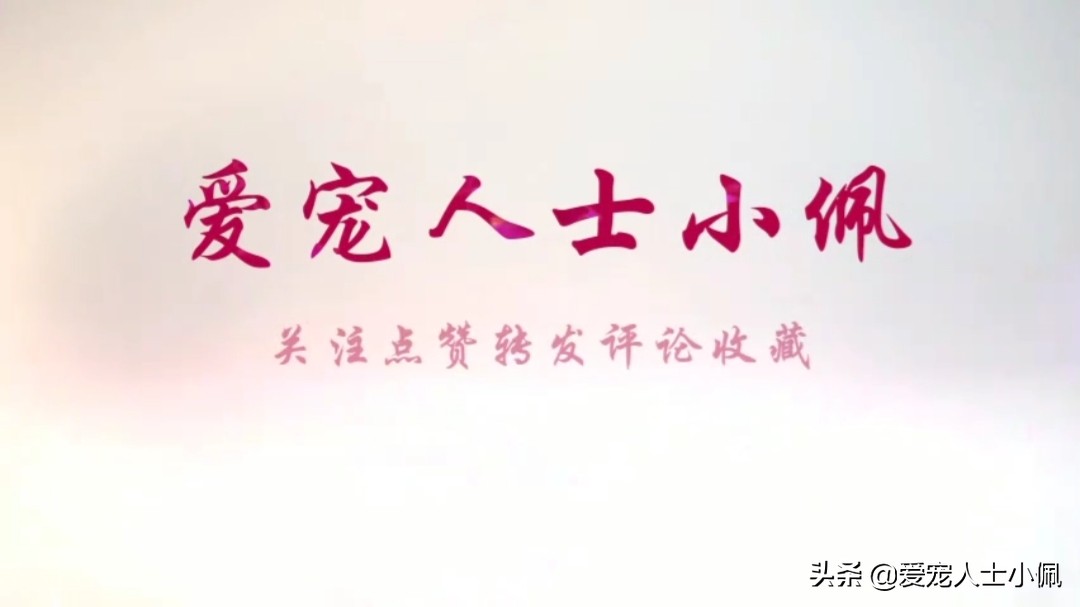 刚满月的幼犬能喝水吗,幼犬满月不拉不尿会死吗