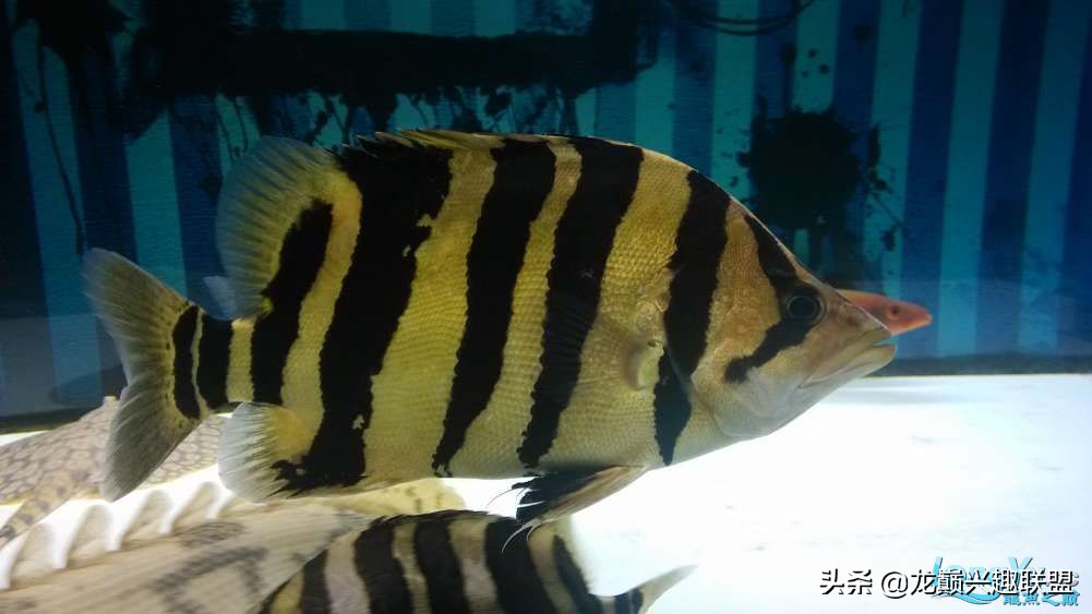 泰虎鱼贵还是印尼虎鱼贵呢,印尼四纹虎鱼和泰国虎鱼的区别