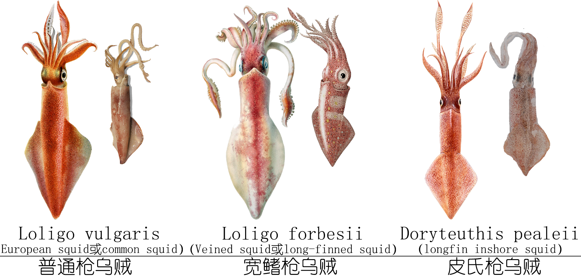 海鲜认识和吃法,海鲜解析