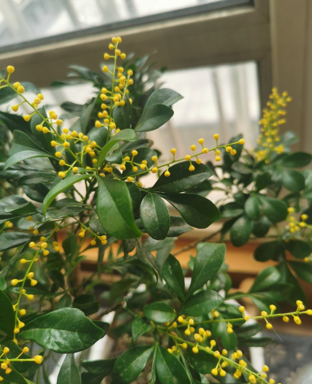 米兰花的四季养护方法和注意事项,米兰花冬天怎么养护和浇水方法