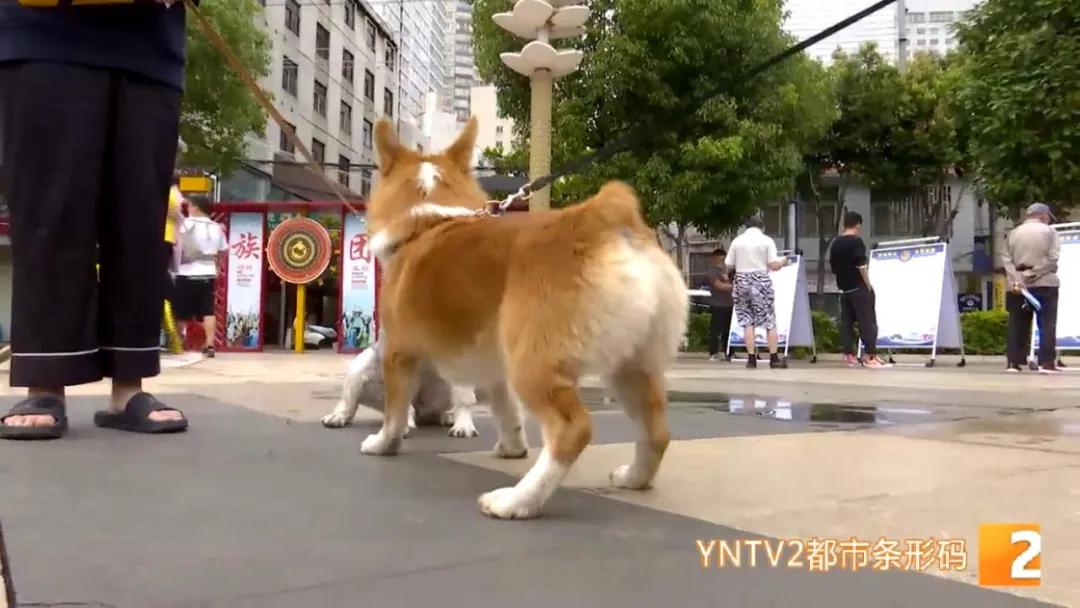 八旬老人被狗绳绊倒身亡如何避免,老人被狗绳绊倒是什么狗