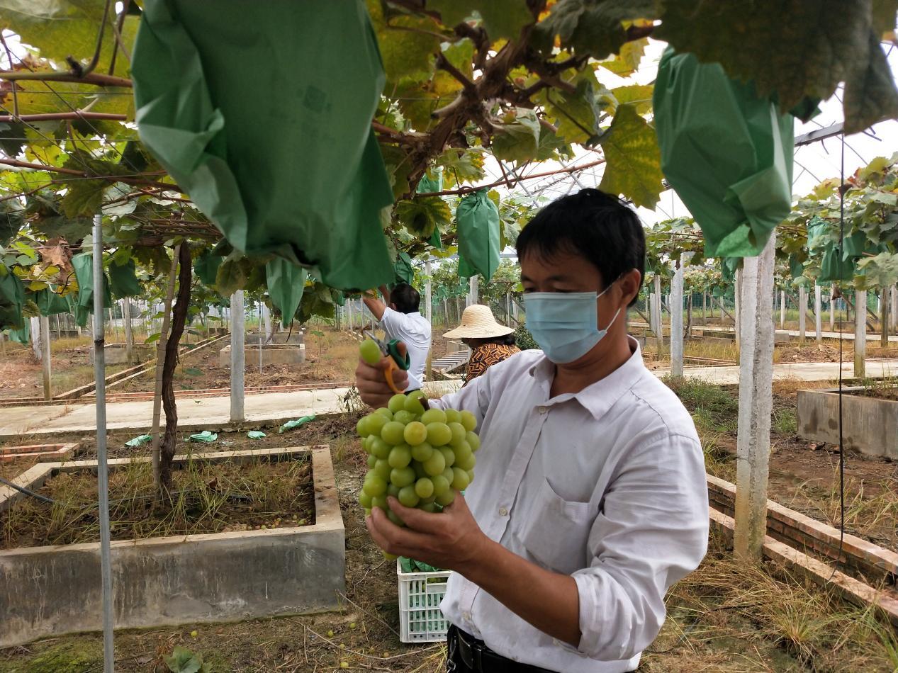 东坝镇红松村,高淳东坝红松