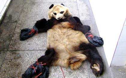 大熊猫原来是这样叫的,大熊猫是怎么被称为国宝的