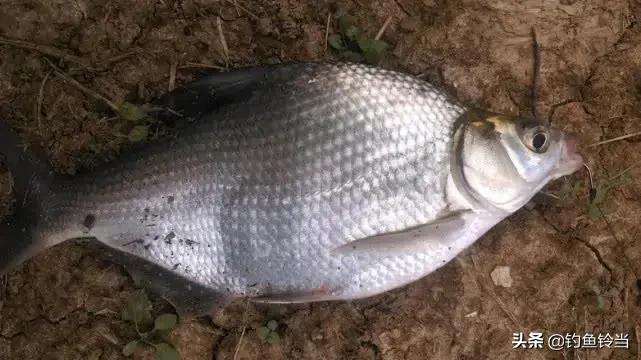 武昌鱼什么季节最好吃,武昌鱼适合怎么吃