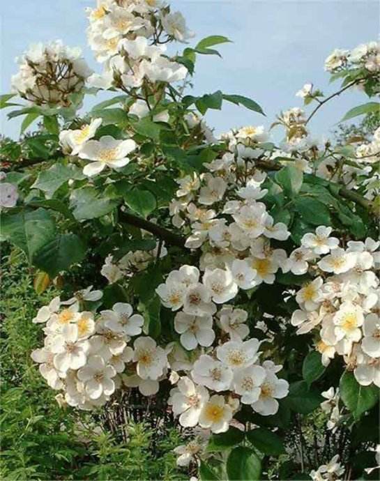 开到荼蘼那一天,开到荼靡花事了