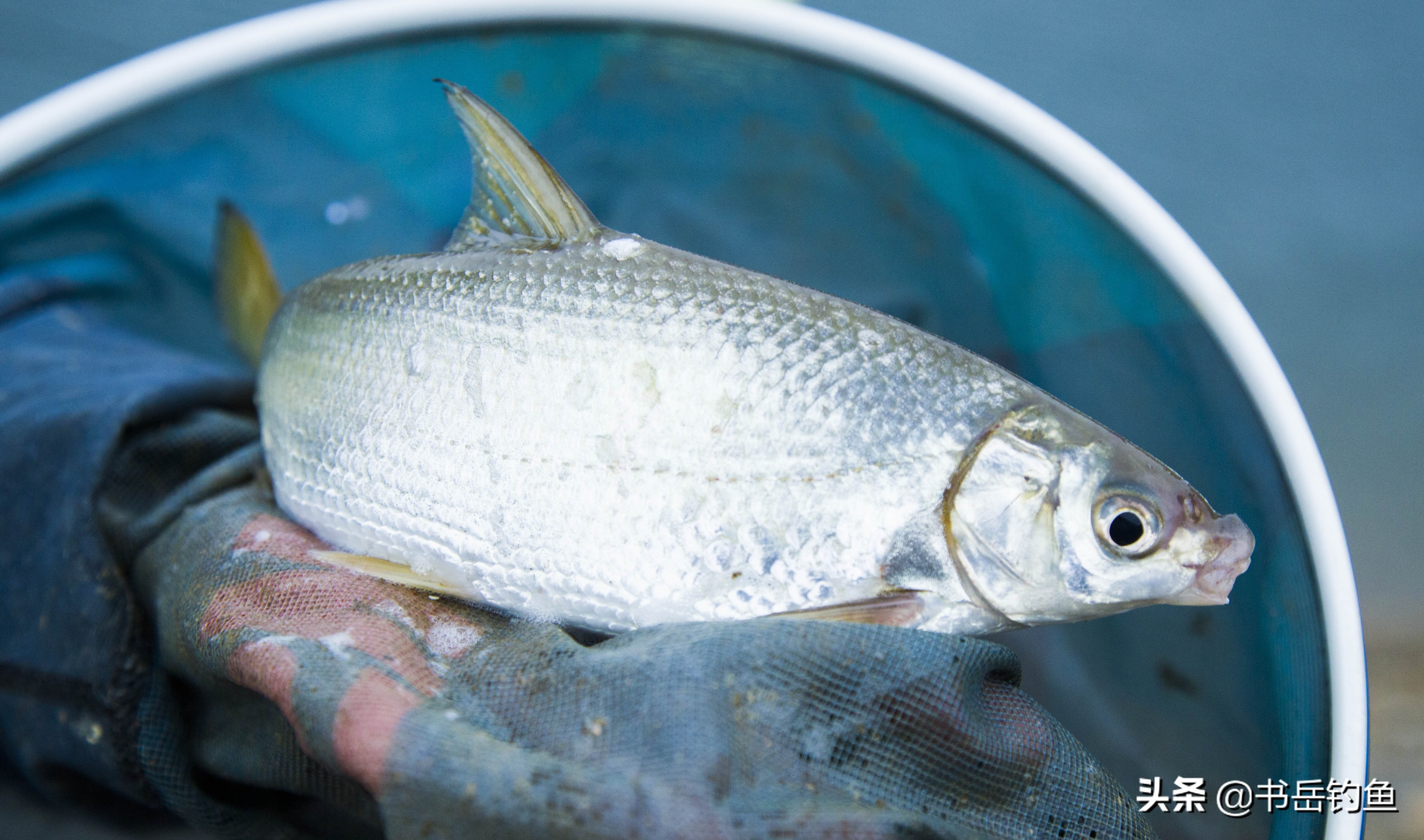 芦苇浮漂的优点和缺点,巴尔杉木浮漂的优点和缺点
