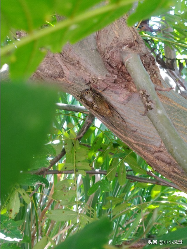 养蝉的过程,小时候养蝉的回忆