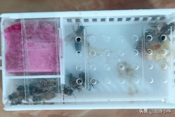 邮寄蜂王怎样介入,邮寄蜂王怎样安全介入新蜂群