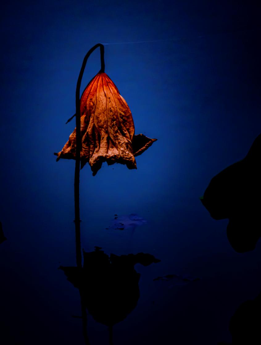 香港第14届全国摄影艺术展,第29届全国摄影艺术展览获奖名单