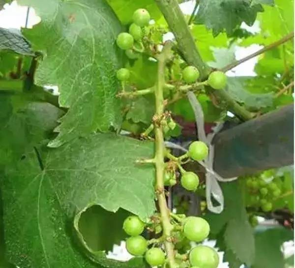 葡萄为什么落果用什么药,葡萄成熟期穗枯落果最佳解决方法