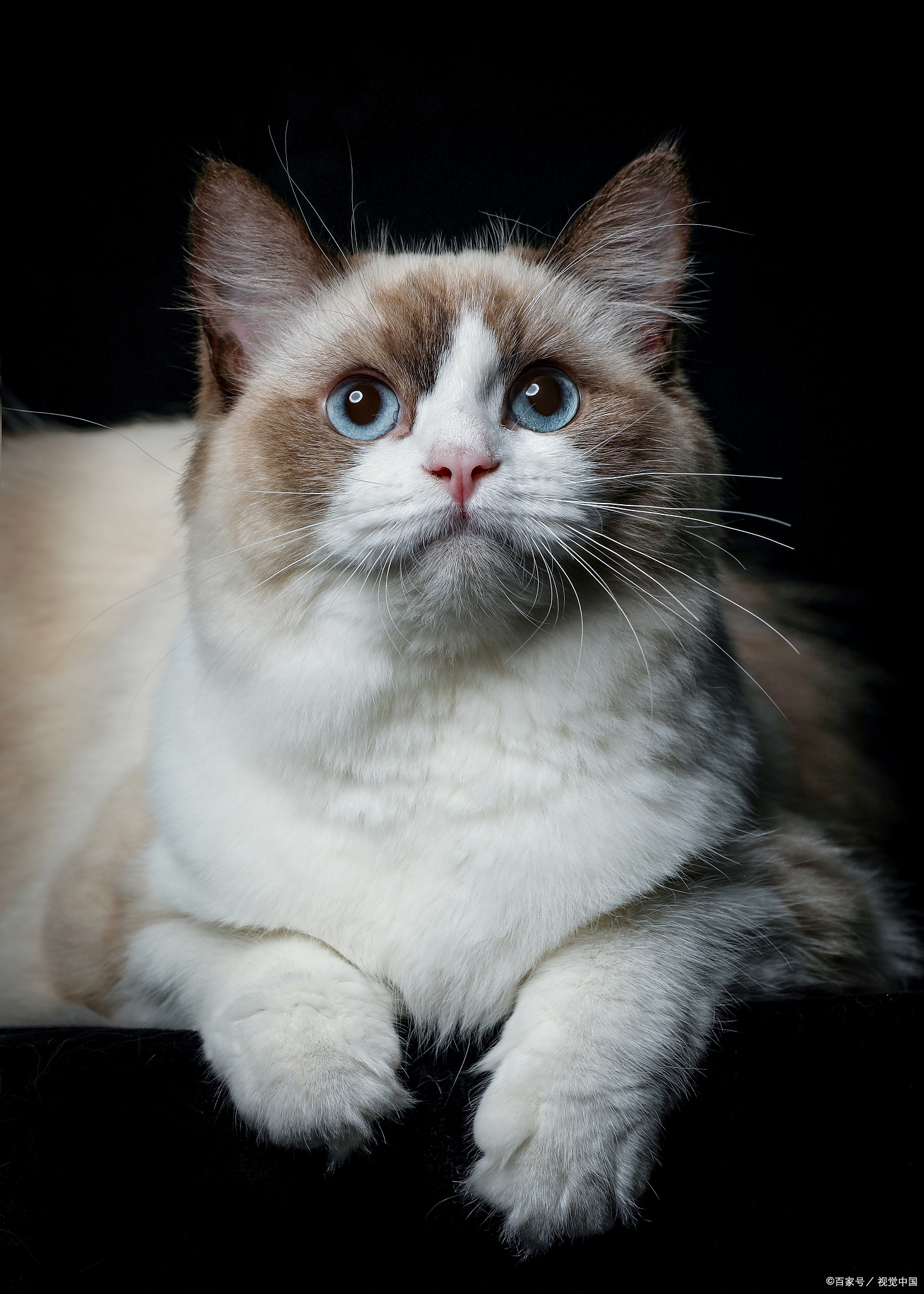 布偶猫真的很不好养吗,布偶猫真的很难养吗