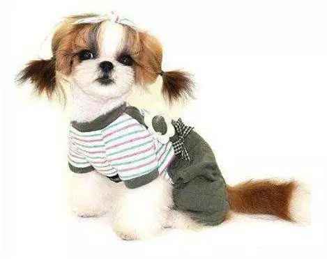 45只名犬排行,45种名犬您都认识吗