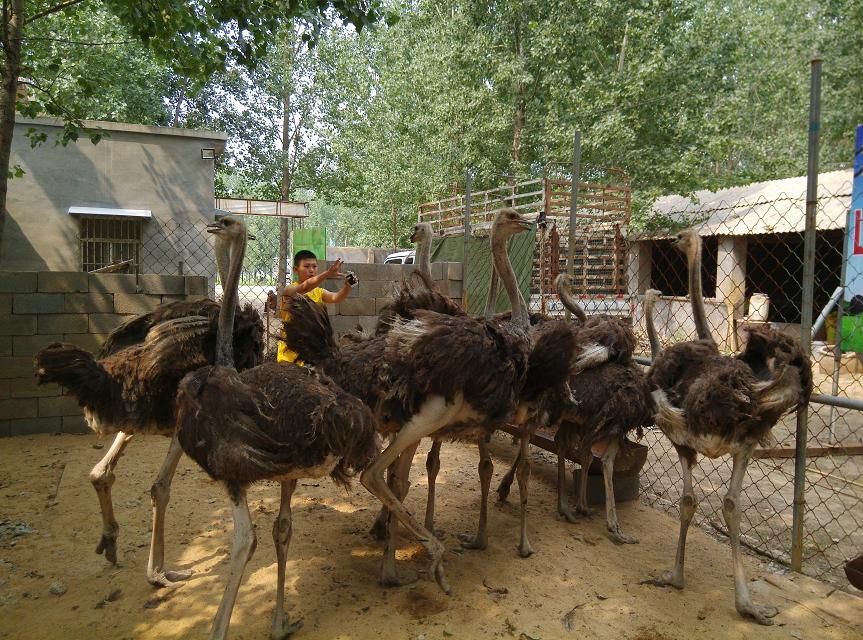 一颗鸡蛋卖天价,一颗蛋卖四百万的梗