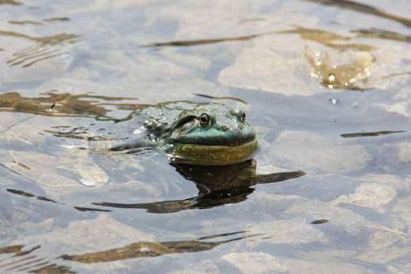 牛蛙饲养怎么养活泼,牛蛙怎么养餐饮