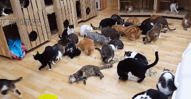 猫咪为什么吸了猫薄荷会那样,猫咪吸了猫薄荷后场面一度失控了