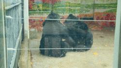 熊出没熊大熊二旅游,熊出没之熊大熊二乐园