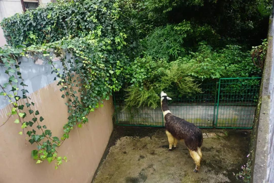 熊出没熊大熊二旅游,熊出没之熊大熊二乐园