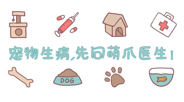 布偶猫多大可以领养,为什么不建议你领养布偶猫