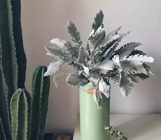 多种花材该如何插花,插花必备的几种花