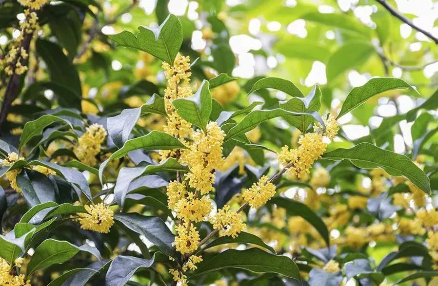 「乐活」寻找秋天的香气,这份赏桂地图请收好~