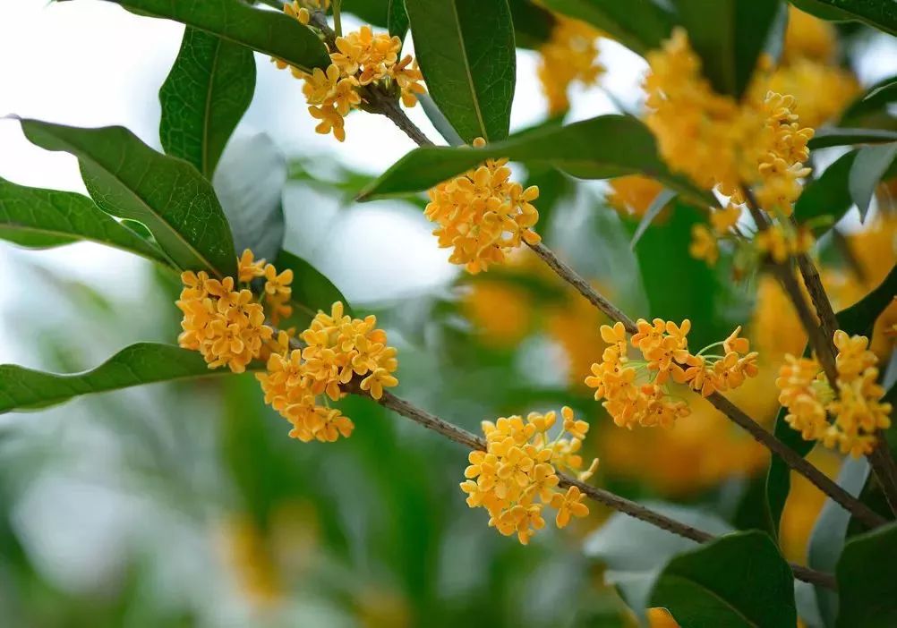 「乐活」寻找秋天的香气,这份赏桂地图请收好~