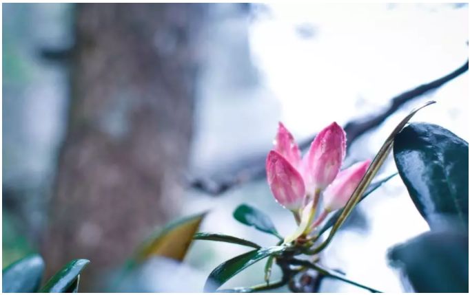 三清山游客评论,三清山评价