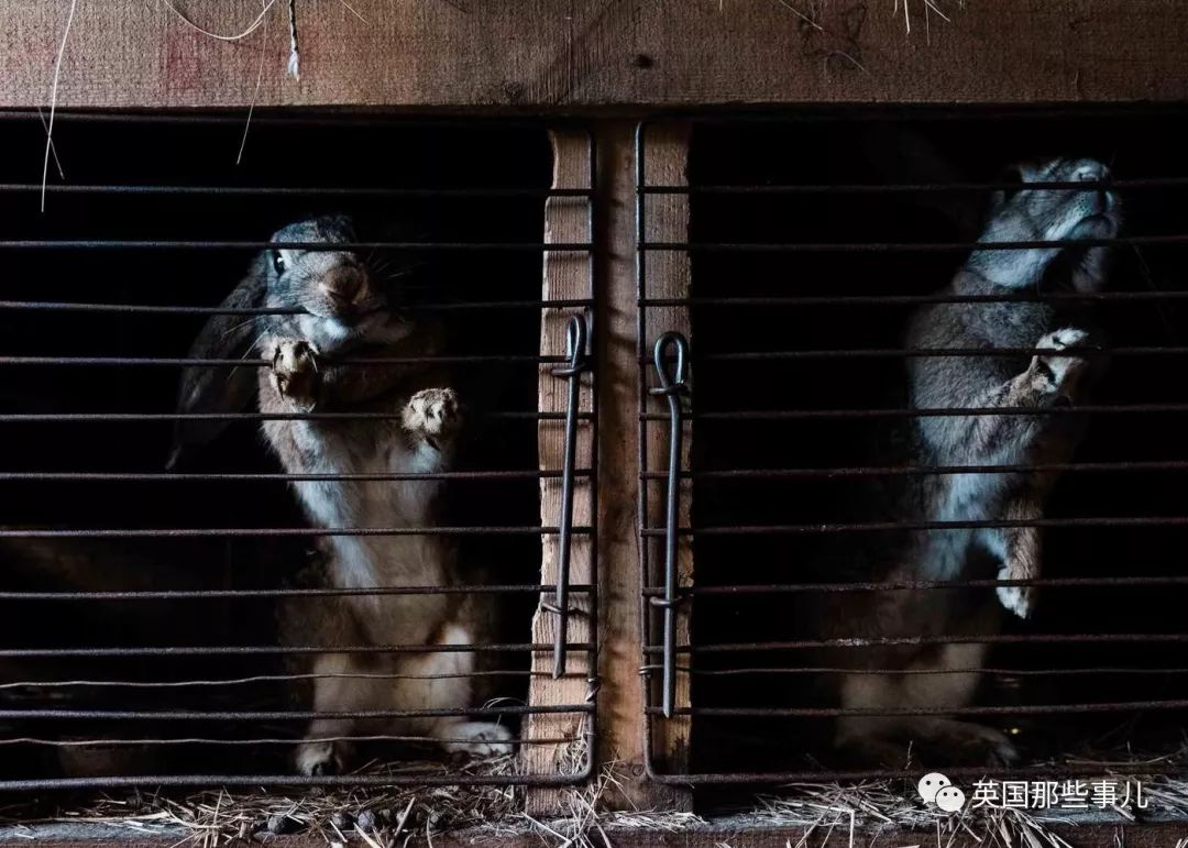 被核辐射侵袭的鬼城,遭遇核辐射的鬼城