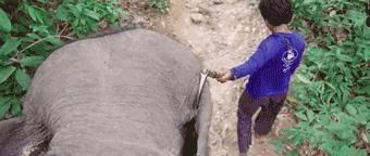 马戏团老虎逃脱后死亡,马戏团老虎脱逃最新结果