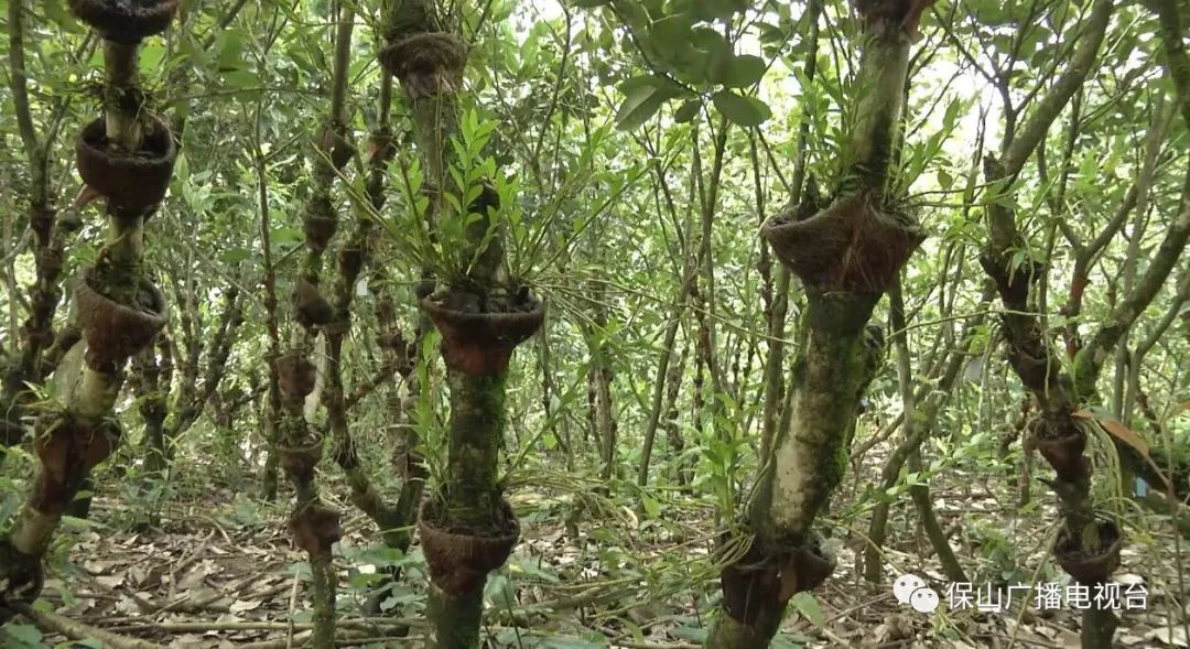 龙陵石斛产业合作,龙陵镇石斛