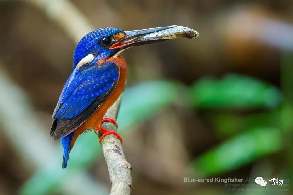 做点翠需要的材料,做点翠饰品犯法吗