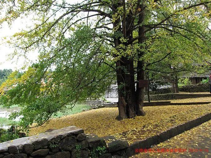 深秋赏银杏图片,金秋银杏观赏