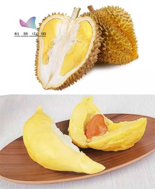 为什么有的榴莲很臭有的榴莲很香,为什么说榴莲闻着臭吃着香