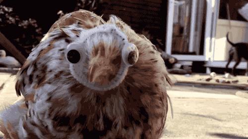 鸡孵蛋的植物,什么草能让鸡多下蛋