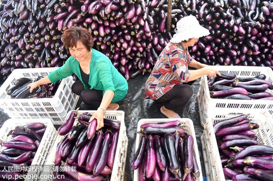 挑茄子的小技巧 (怎样挑茄子保证茄子不老)