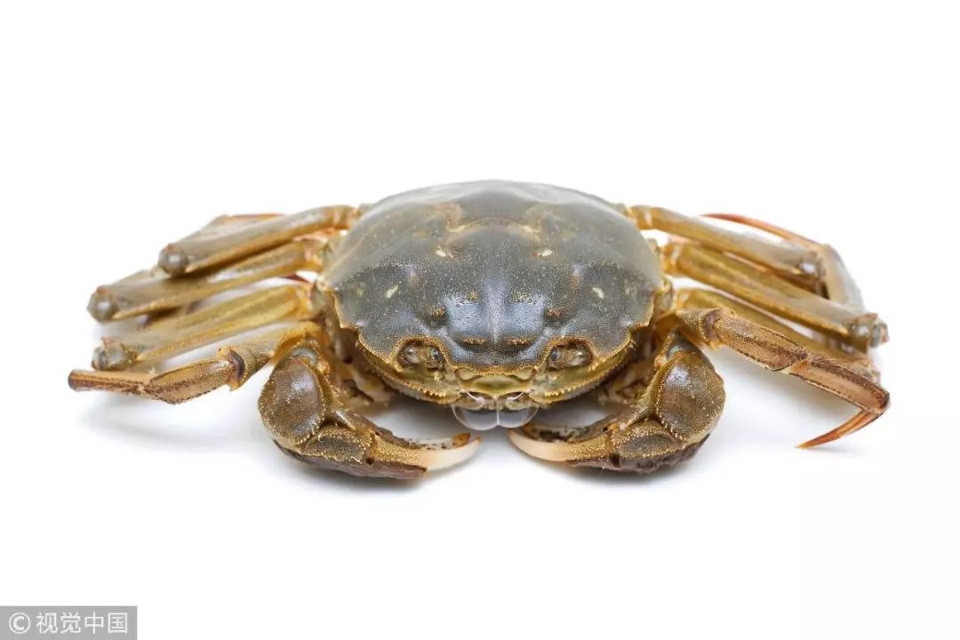 大闸蟹各部位千万别吃图解,大闸蟹这四个部位不建议吃