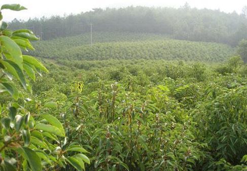 皮肤湿疹万能膏,泰国顽固性皮肤病排毒止痒膏