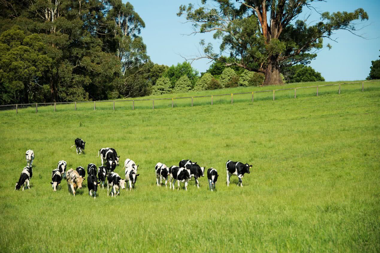 澳洲网红鲜奶SingleEstate双十一入驻苏宁小店，系全国首家引进