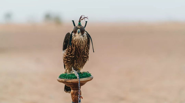 西厢房|沙漠中的极致野奢,每间都有私家泳池,羚羊会还会来泳池喝水