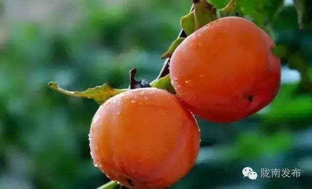 刚刚好!陇南的柿子红了,“柿”不可挡~