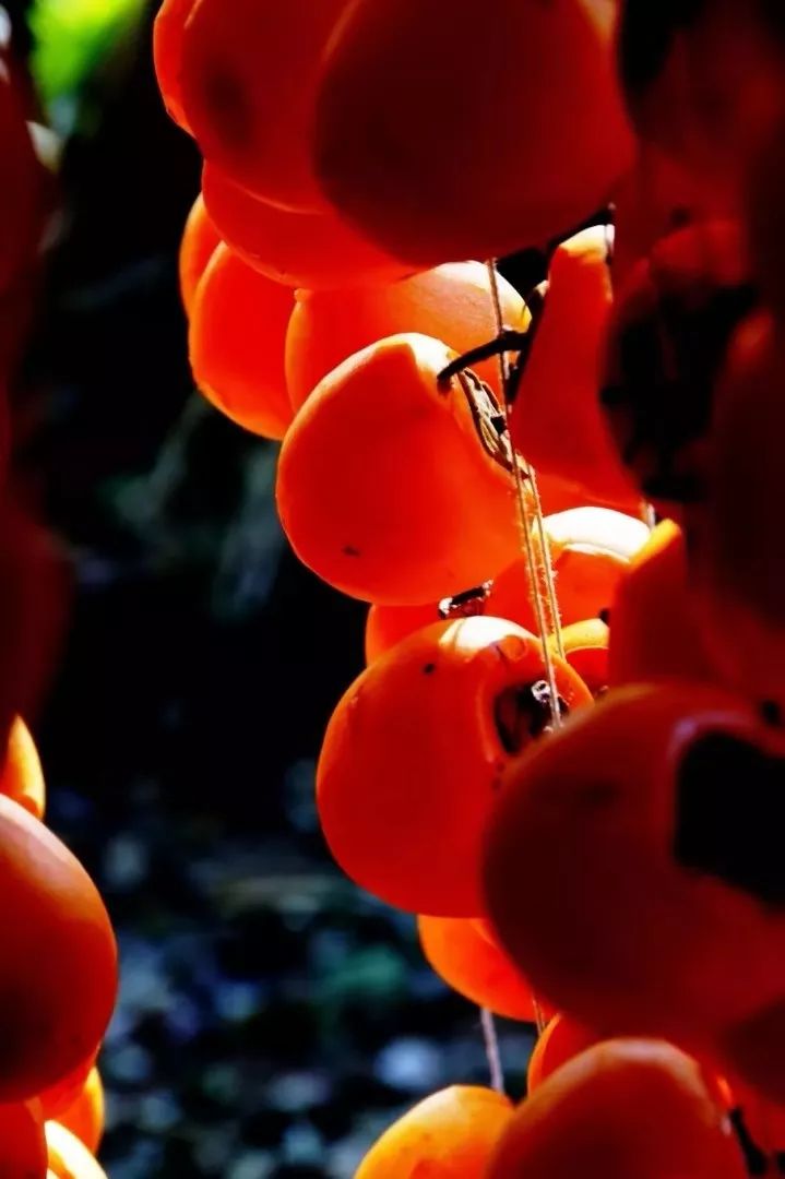 刚刚好!陇南的柿子红了,“柿”不可挡~