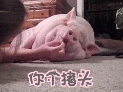 猪猪日常是怎样的,猪猪是怎么制定学习计划