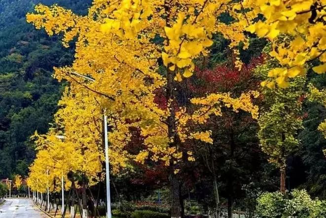 春雨枝头密似鳞，秋风树下落成金——秋日银杏（上）